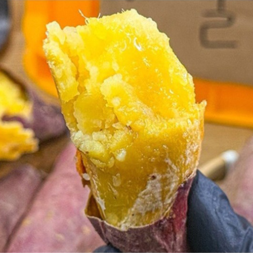 [청년농가] 큐어링숙성 햇 베니하루카 꿀고구마 3kg-10kg