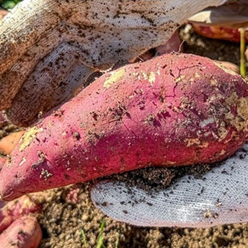 [청년농가] 큐어링숙성 햇 베니하루카 꿀고구마 3kg-10kg